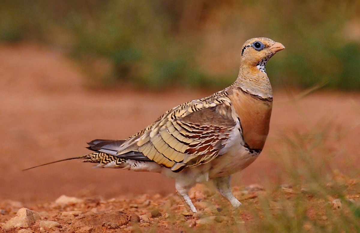 Pin-tailed Sandgrouse (Iberian) - ML205130491