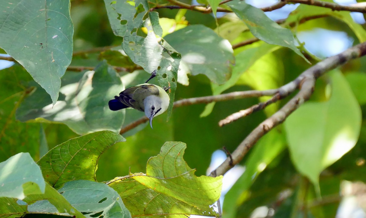 Black Sunbird - Josep del Hoyo