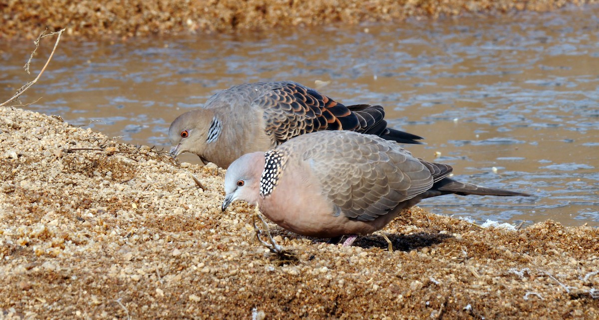 Spotted Dove (Eastern) - ML205130921