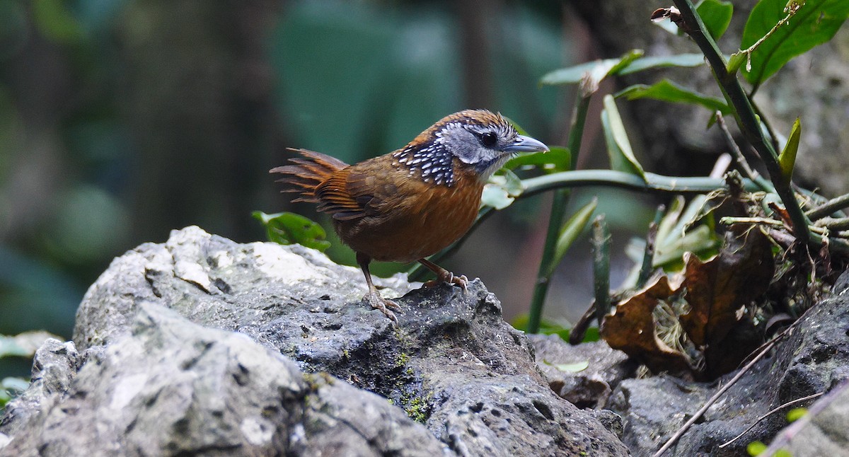 Spot-necked Babbler - Josep del Hoyo