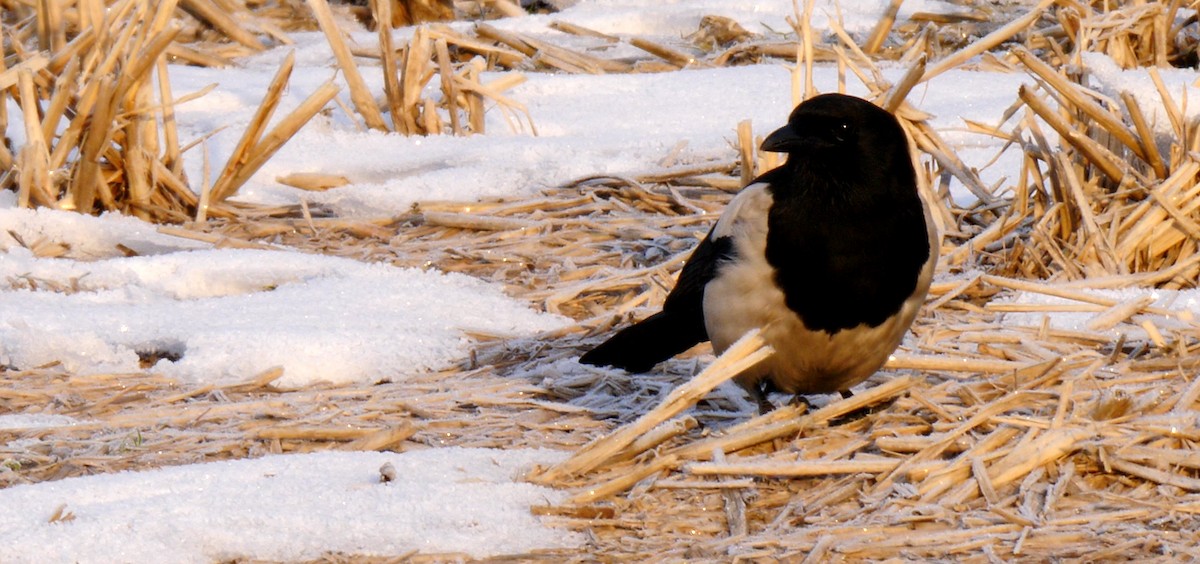 Oriental Magpie - ML205131071