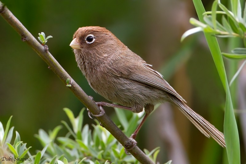 Spectacled Parrotbill - Dubi Shapiro