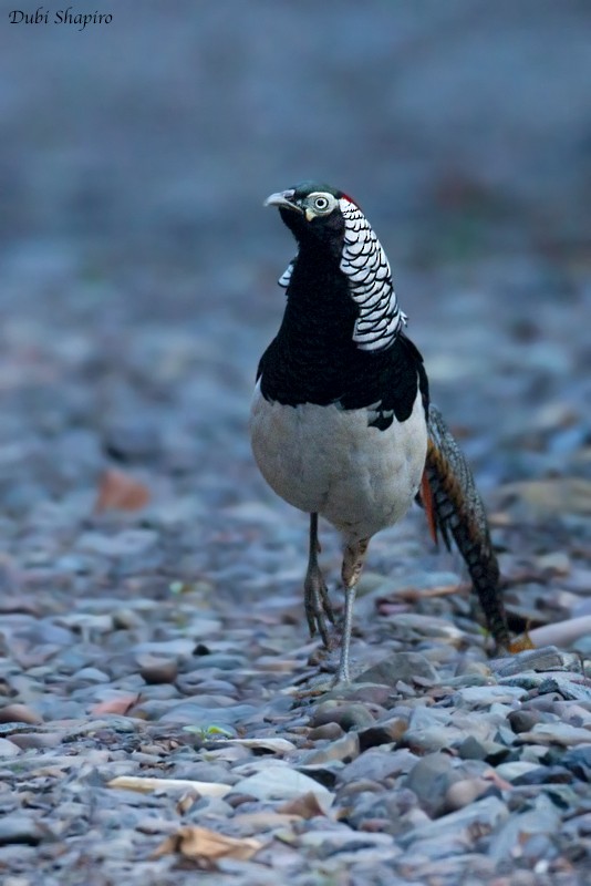 Lady Amherst's Pheasant - ML205131541