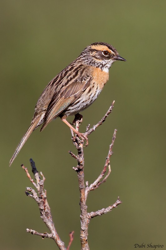 Rufous-breasted Accentor - Dubi Shapiro