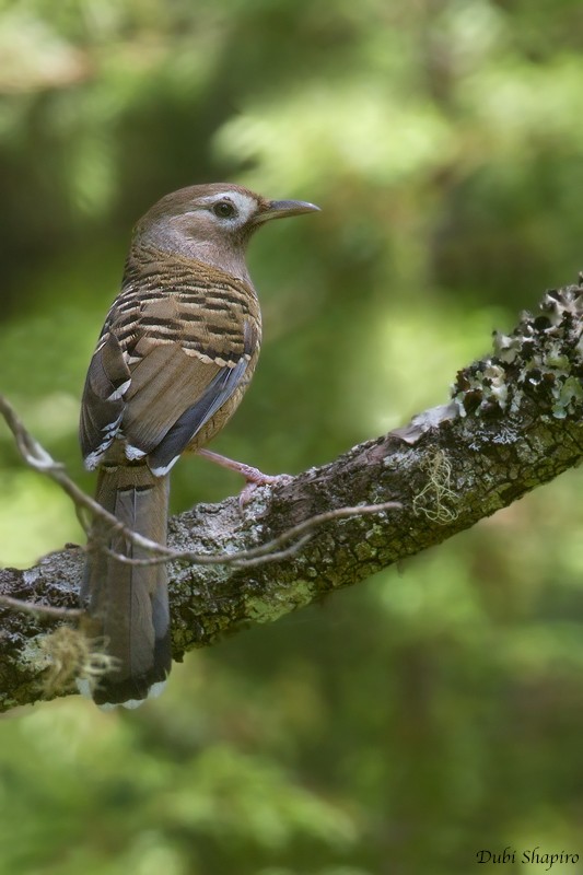 Barred Laughingthrush - ML205131591