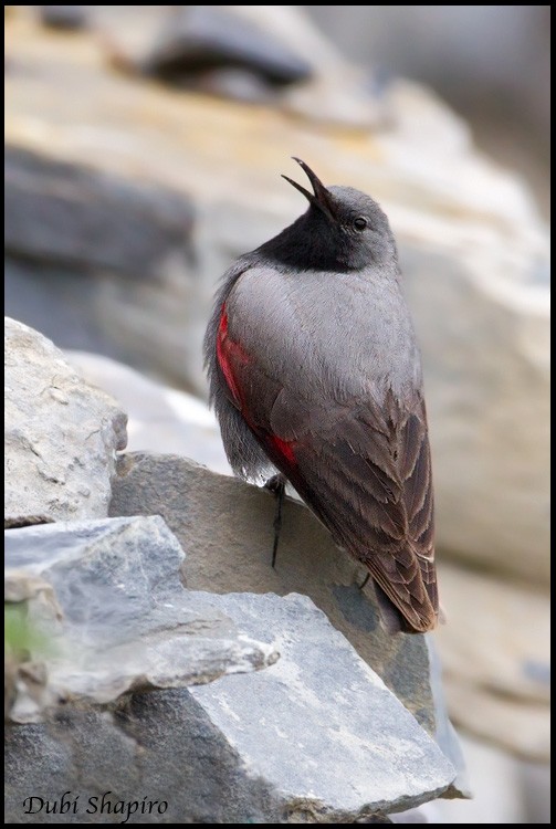 Wallcreeper - ML205131641