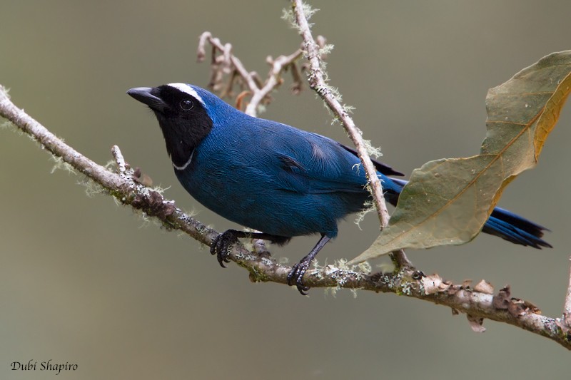 White-collared Jay - ML205131721