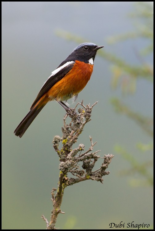 White-throated Redstart - Dubi Shapiro