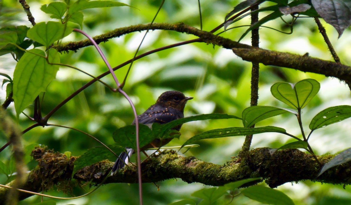 Rufous-throated Solitaire (Rufous-throated) - ML205131891