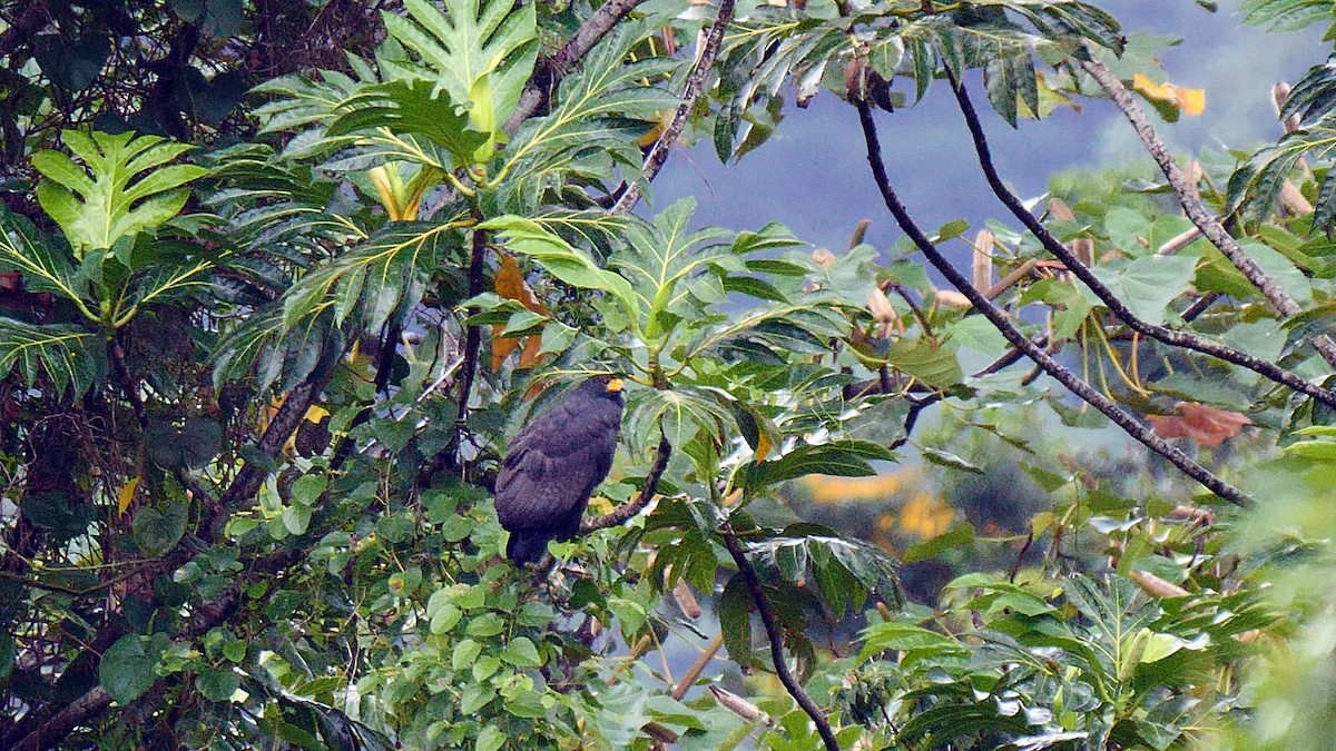 Чёрный крабоед (anthracinus/utilensis) - ML205131991