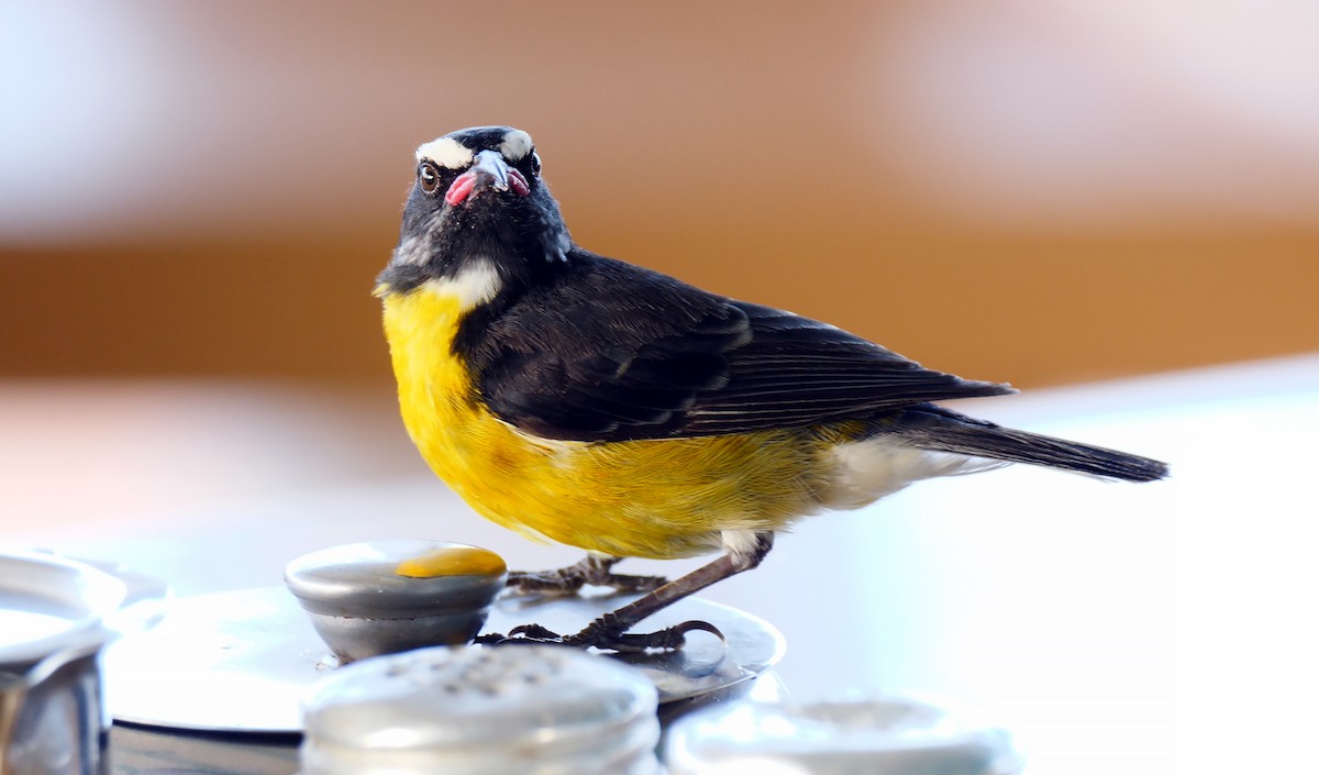 Bananaquit (Lesser Antillean) - ML205132061