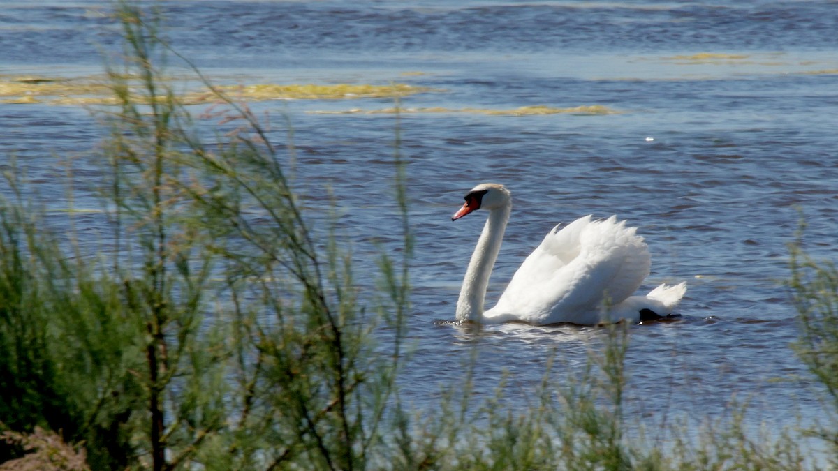 Mute Swan - ML205132171