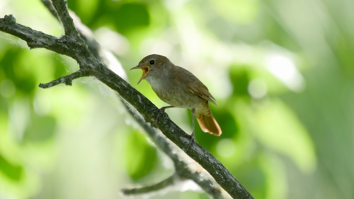 Thrush Nightingale - ML205132261