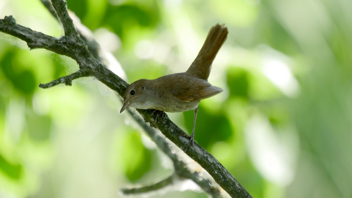 Thrush Nightingale - Josep del Hoyo