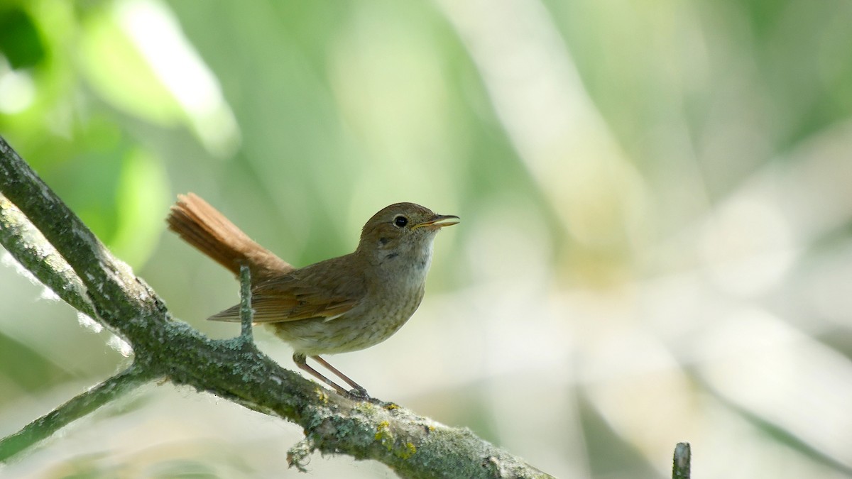 Thrush Nightingale - ML205132281