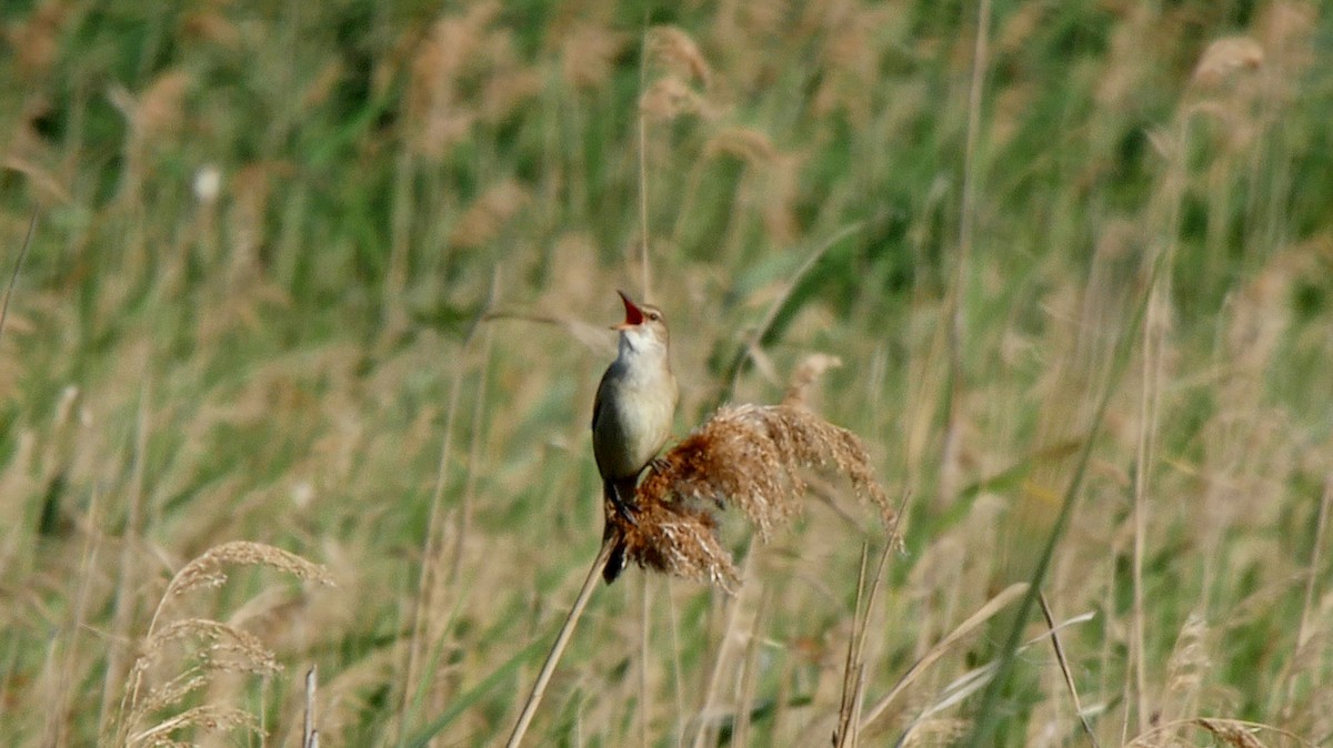 Great Reed Warbler - ML205132301