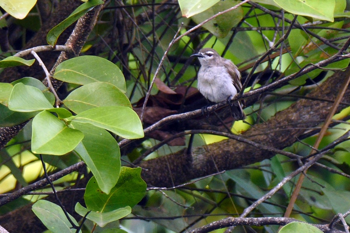 Mouse-brown Sunbird - ML205132331