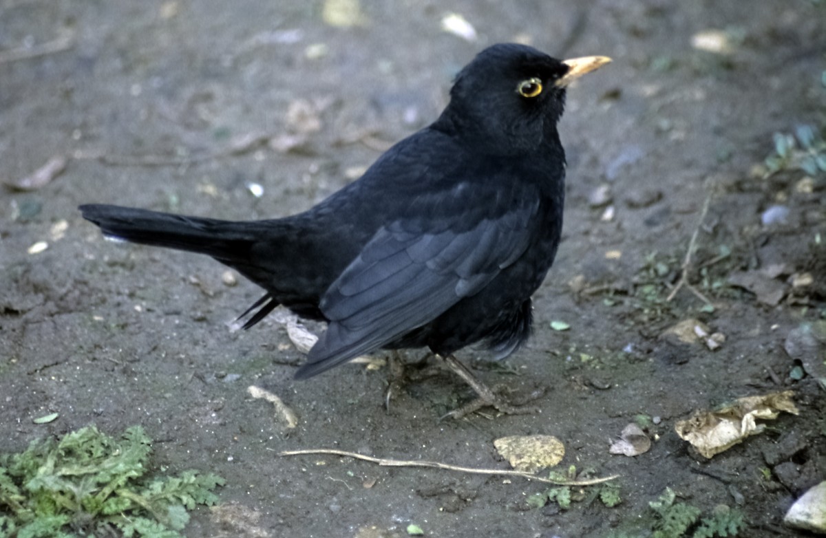 Eurasian Blackbird - ML205132381