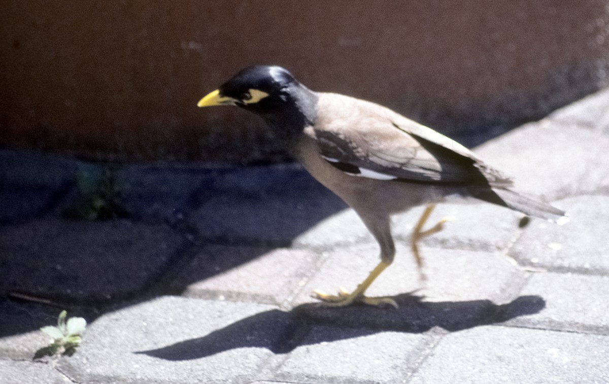 Common Myna - ML205132461