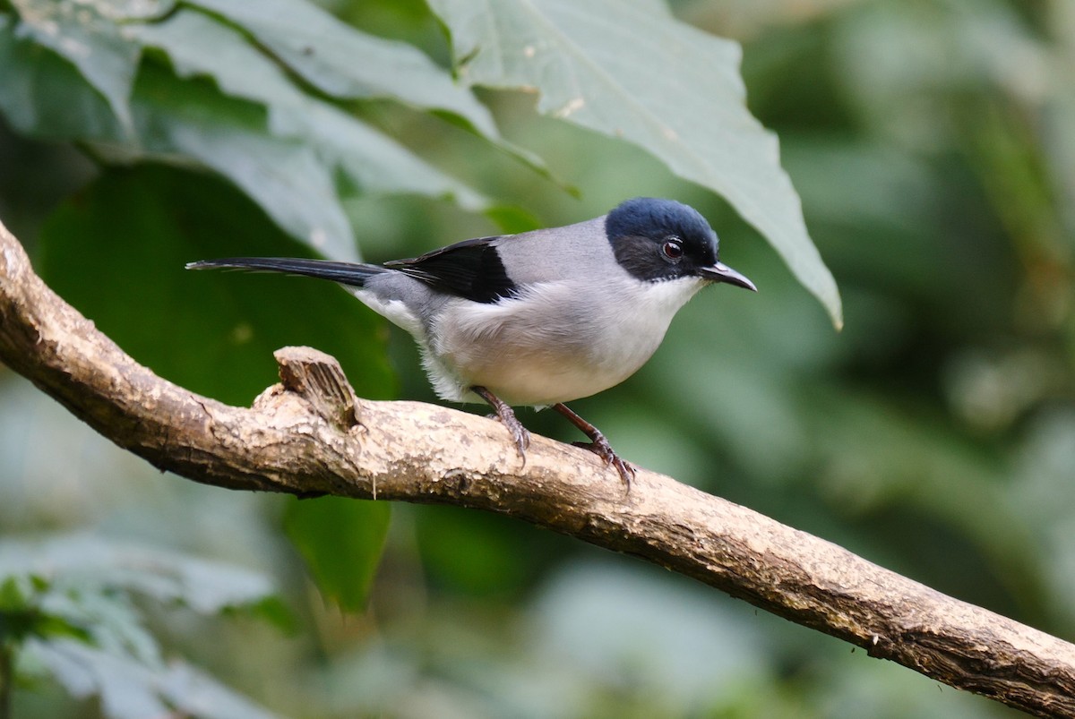 Garrulaxe de Desgodins (desgodinsi/tonkinensis) - ML205132901