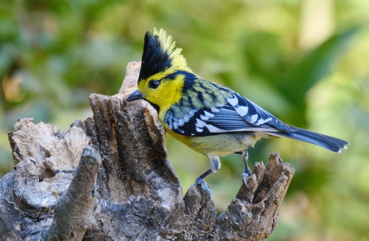 Yellow-cheeked Tit - Josep del Hoyo