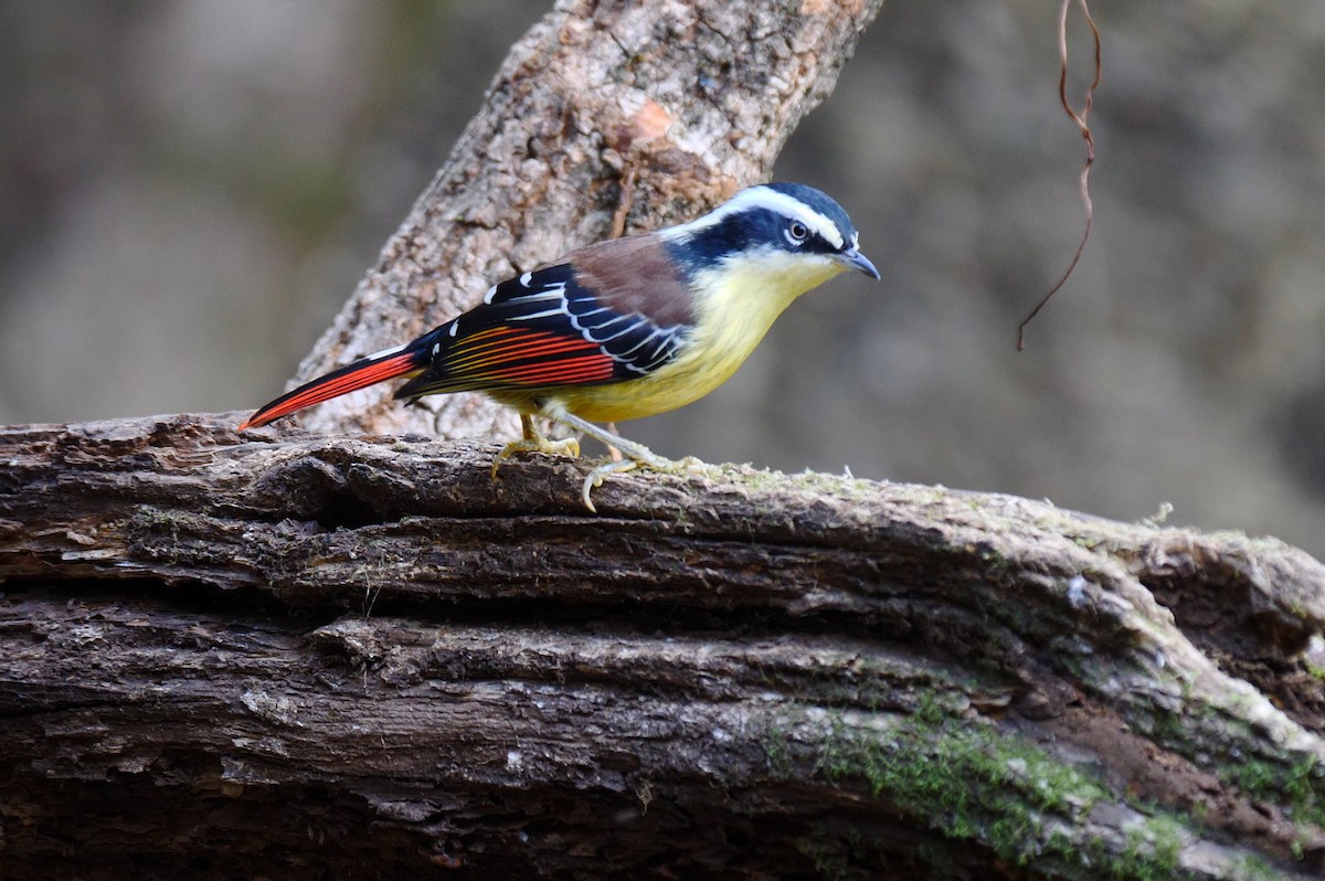 Red-tailed Minla - ML205133001