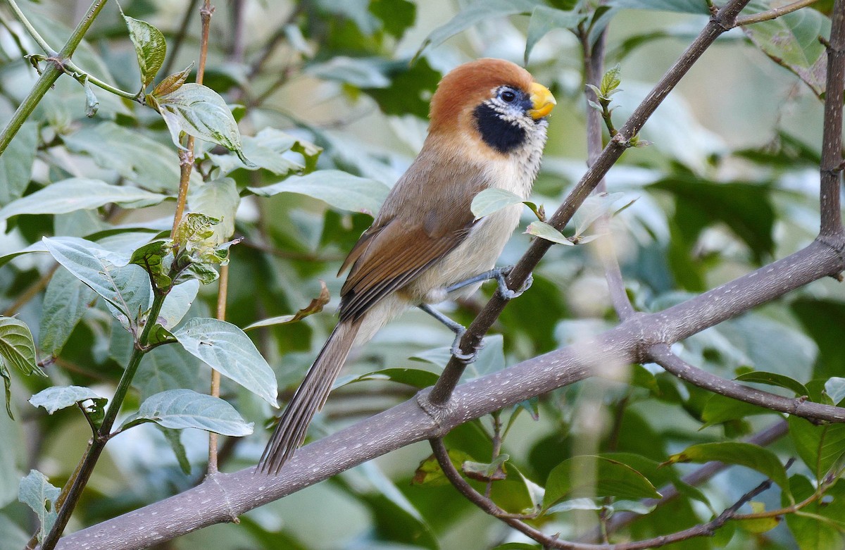 Spot-breasted Parrotbill - ML205133111