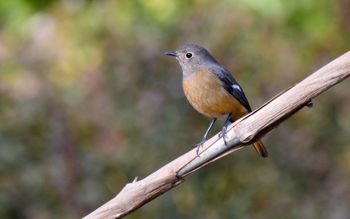 Daurian Redstart - ML205133131