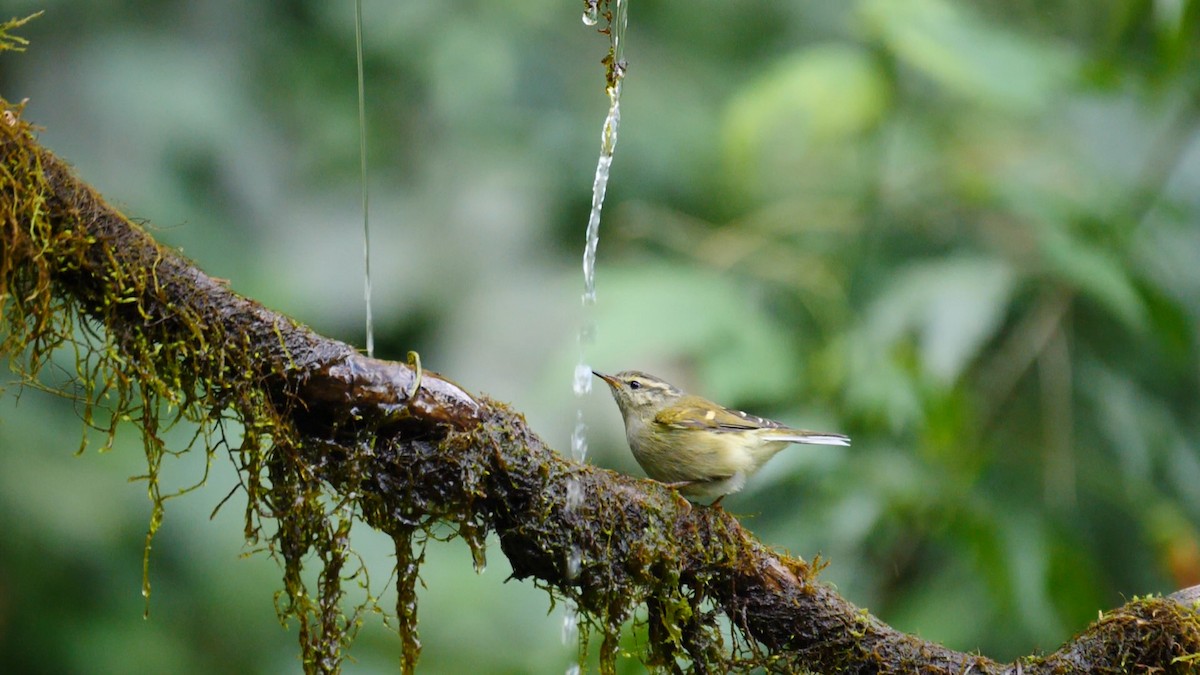 Buff-barred Warbler - ML205133141