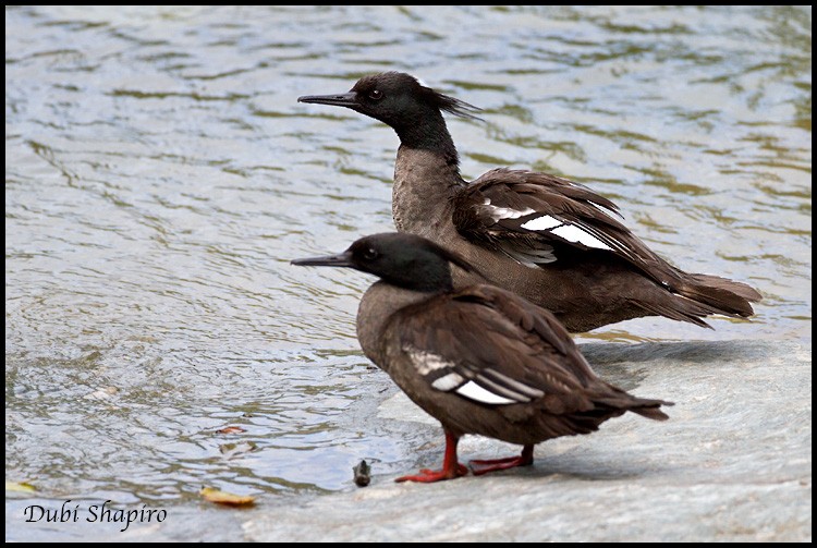 Brazilian Merganser - ML205133261