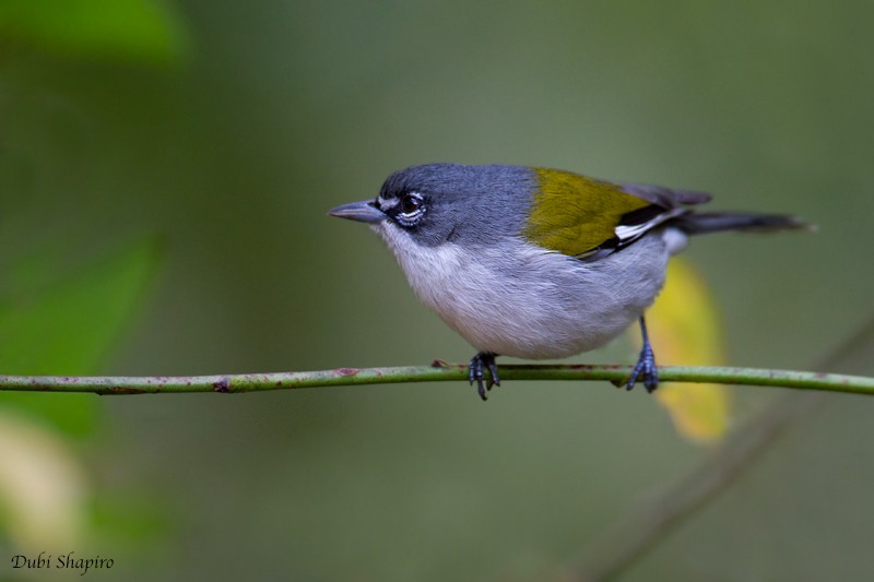 White-winged Warbler - ML205133301