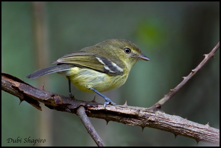 Flat-billed Vireo - Dubi Shapiro