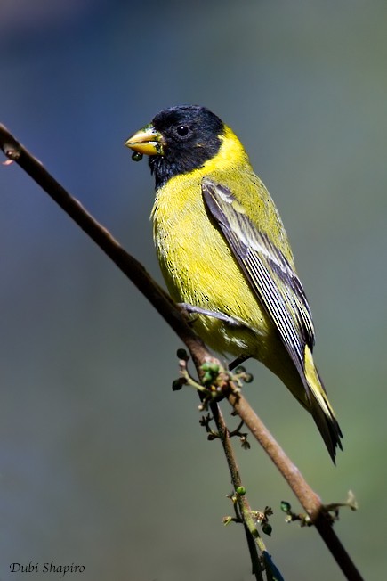 Antillean Siskin - ML205133421