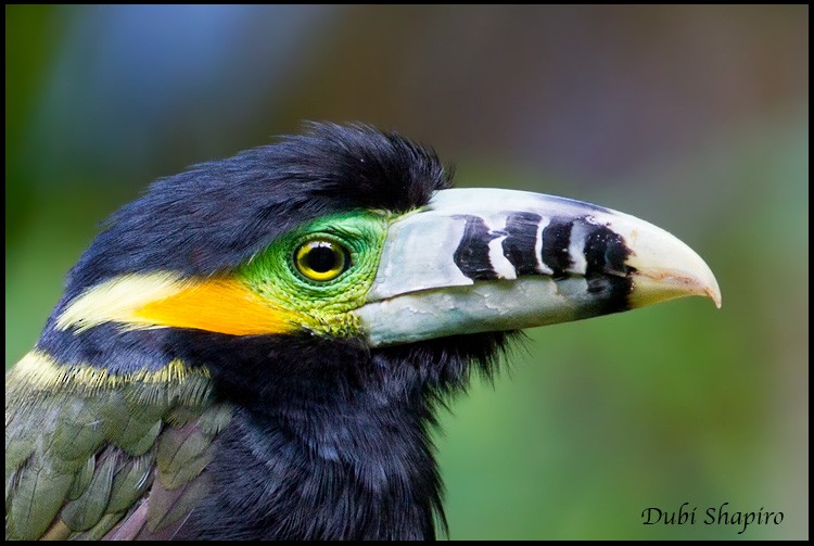 Spot-billed Toucanet - ML205133441