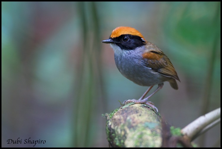 Black-cheeked Gnateater - ML205133521