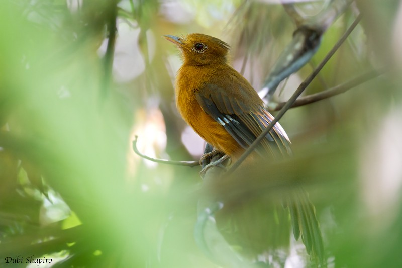 Рыжий мухоед - ML205133611