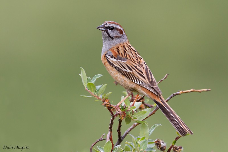 Godlewski's Bunting (yunnanensis/khamensis) - Dubi Shapiro