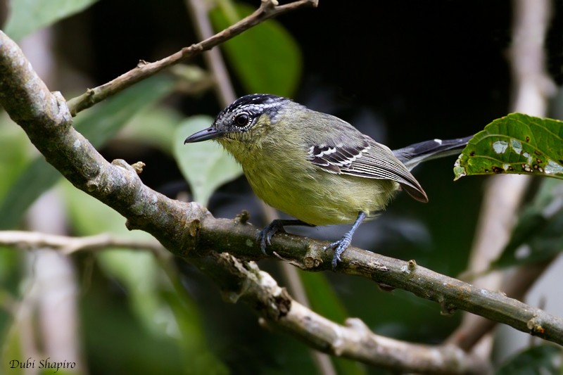 Yellow-breasted Antwren - ML205133741