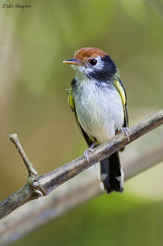 White-cheeked Tody-Flycatcher - ML205133761