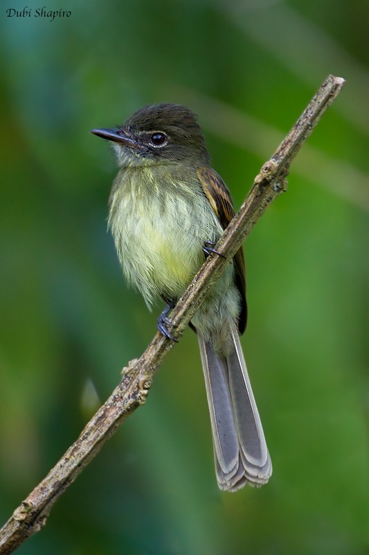 Темнохвостый плосконос - ML205133781