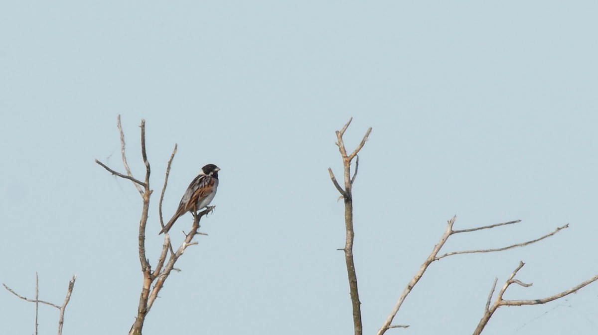 Reed Bunting - ML205133821