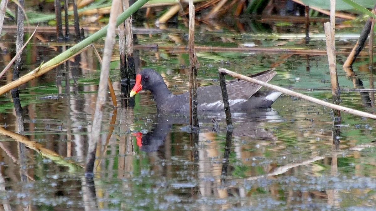 Eurasian Moorhen - ML205133851