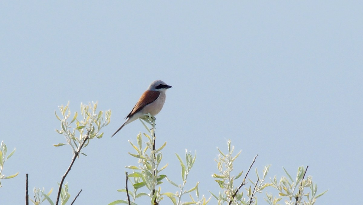 Red-backed Shrike - ML205133861