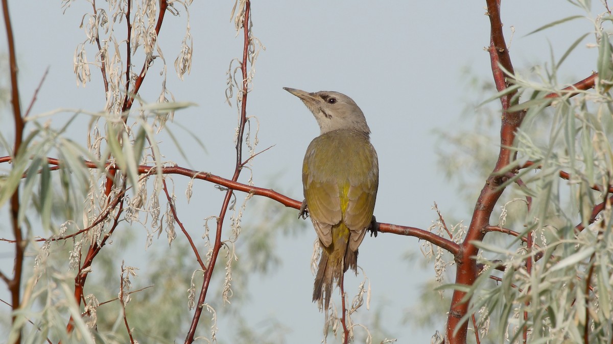 Gray-headed Woodpecker (Gray-headed) - ML205133911