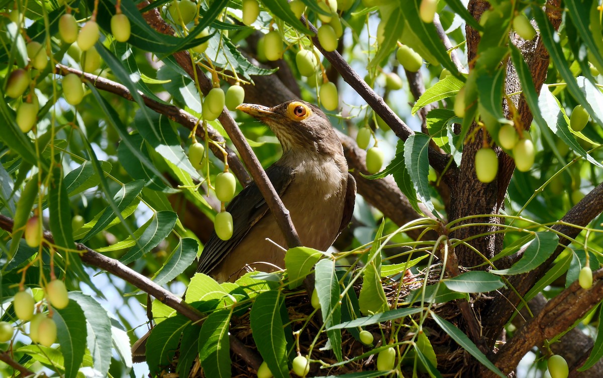 Spectacled Thrush - ML205133971