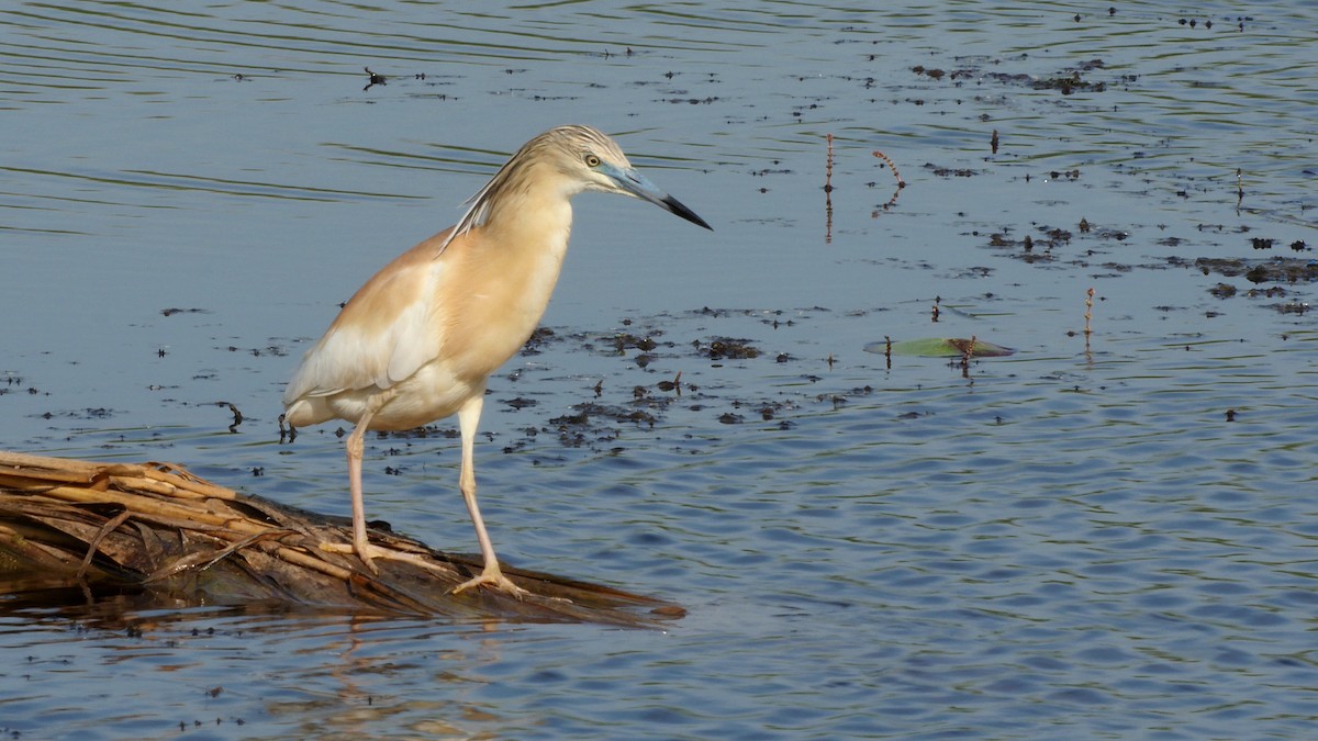 Squacco Heron - ML205134151