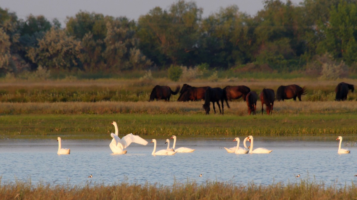 Mute Swan - ML205134171