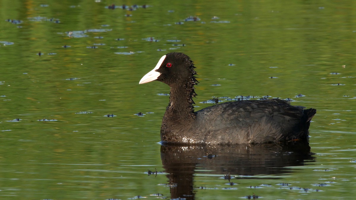 Eurasian Coot - ML205134191