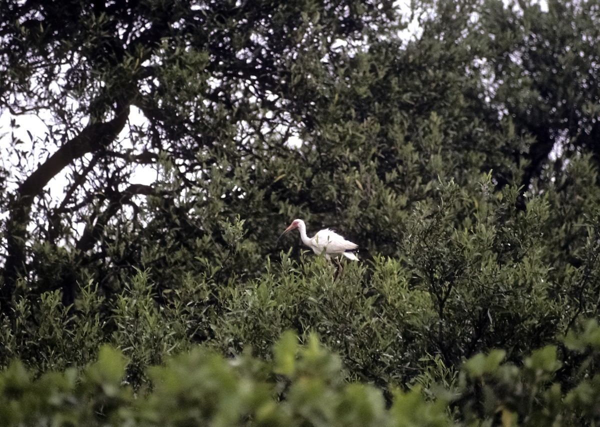 White Ibis - ML205134371