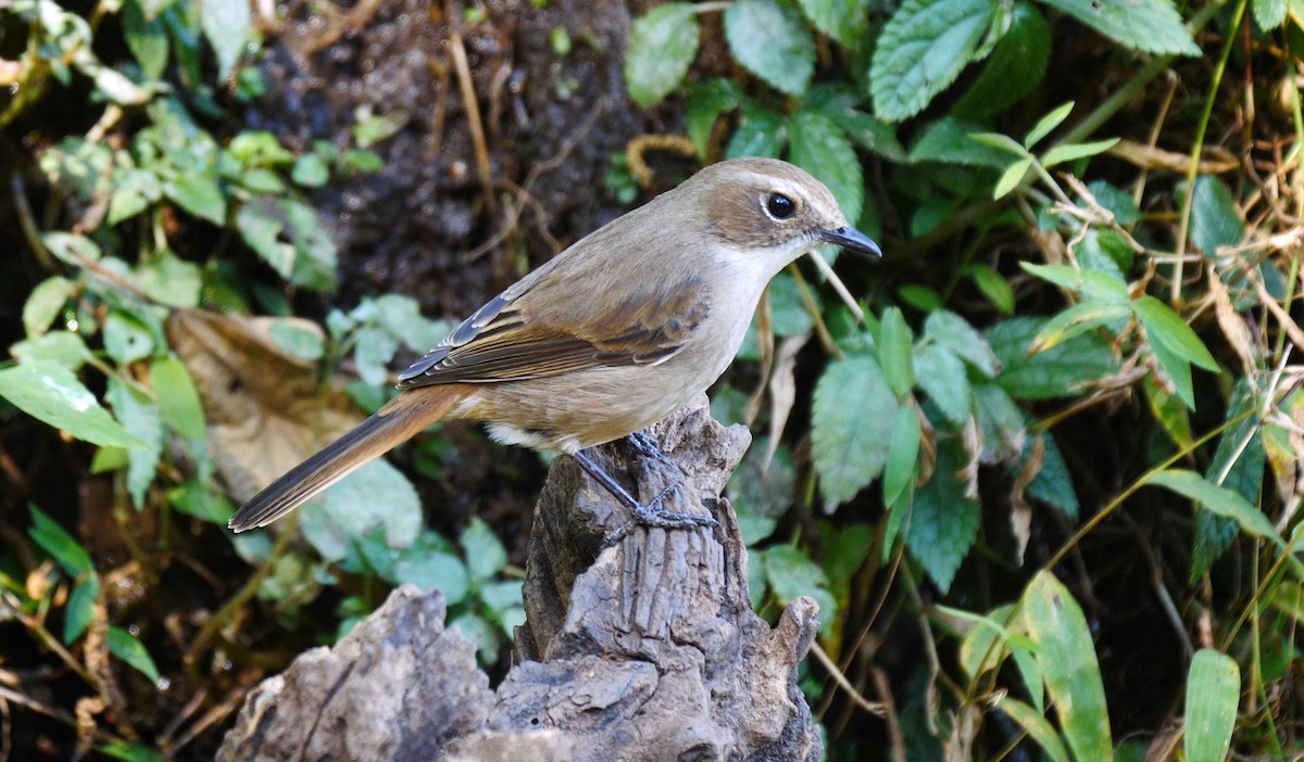 Gray Bushchat - ML205134881